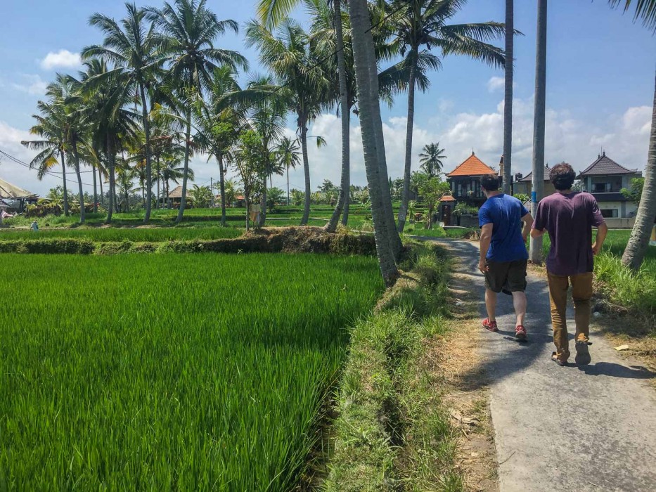 Things to do in Ubud -rice fields walk