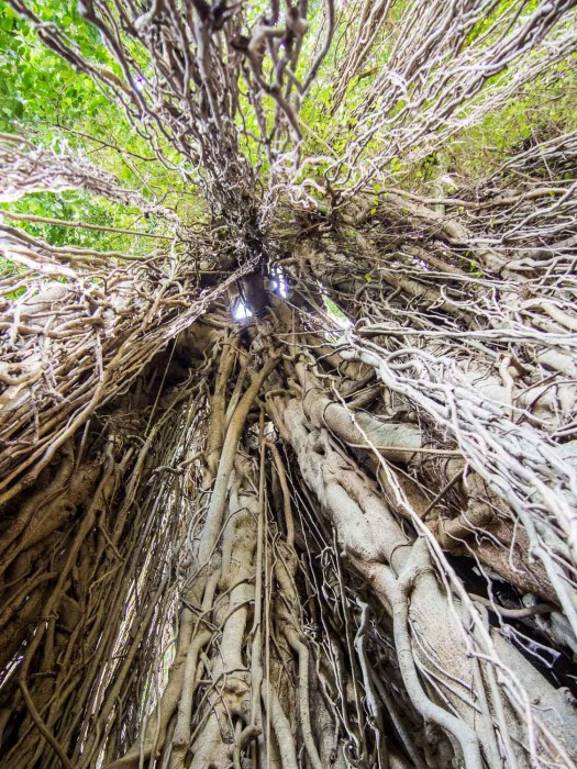 500 year old Banyan tree, Ubud, Bali