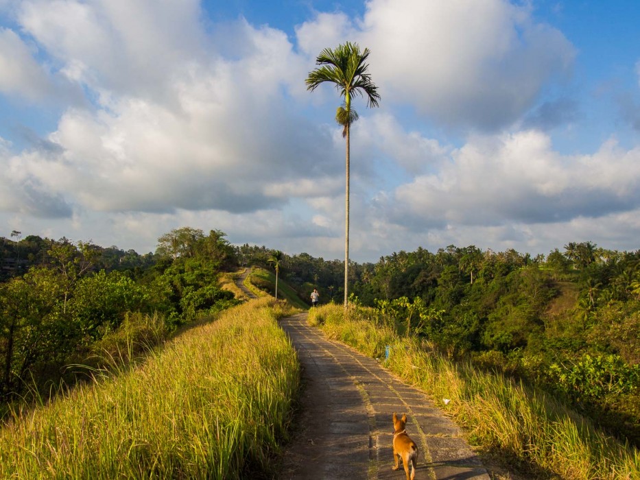 Campuhan Ridge Walk through rice fields, Ubud, Bali