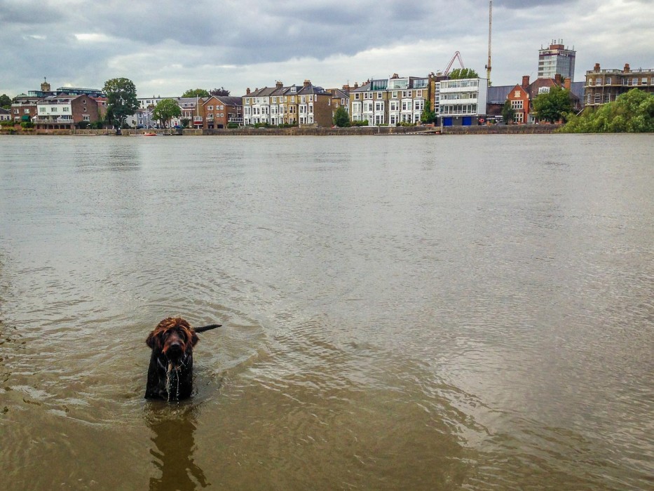 Griff swimming in the Thames
