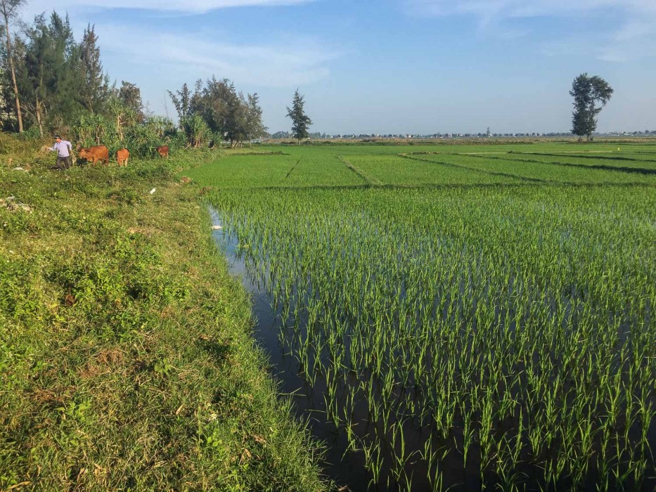 Hoi An house rental -rice fields near Lotus Apartments