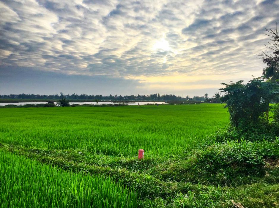 Rice fields near our house in Hoi An