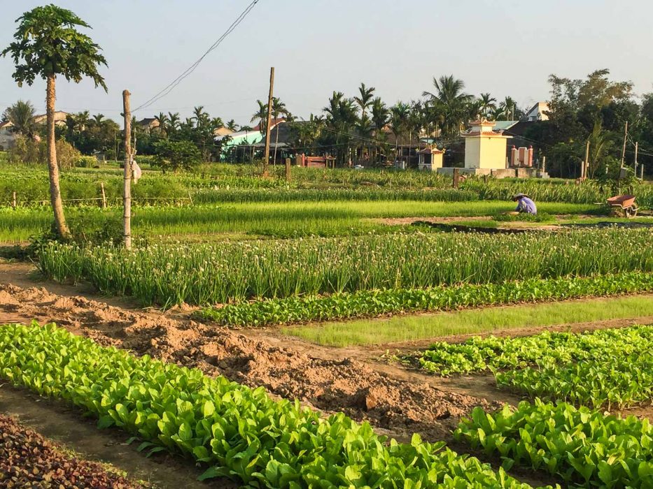 Tra Que vegetable gardens Hoi An