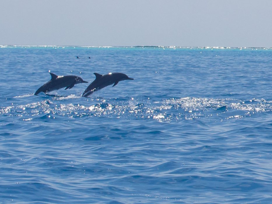 Dolphins at Reethi Beach Resort