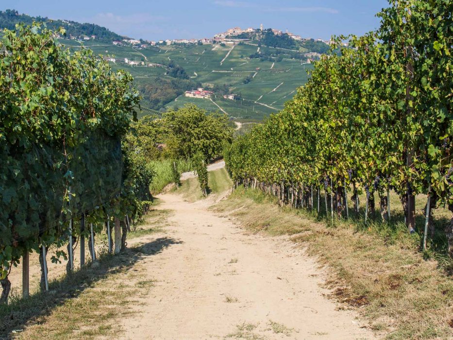 Vineyard hiking trail to Barolo from Castiglione Falletto in Piemonte, Italy