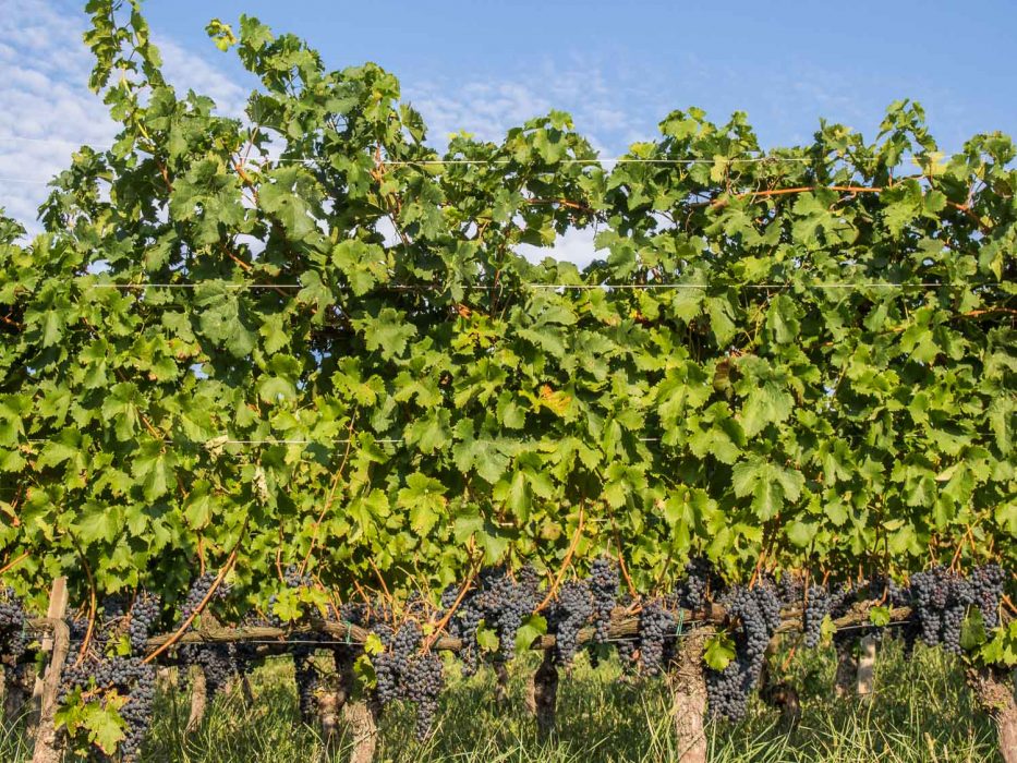 Langhe, Piemonte - vineyard in Barolo