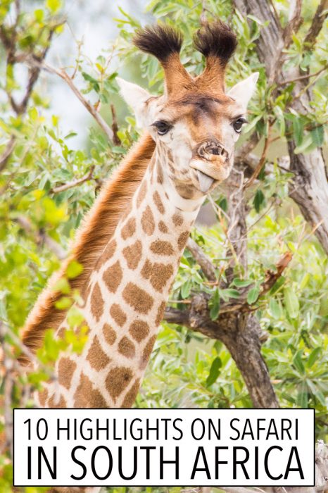 Going on safari at Klaserie Sands River Camp in Kruger, South Africa was one of our best ever travel experiences. Click through to read about the highlights of our stay including seeing this cute baby giraffe.