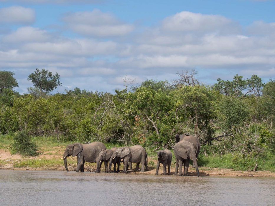 Elephants on safari at Klaserie Sands River Camp, South Africa