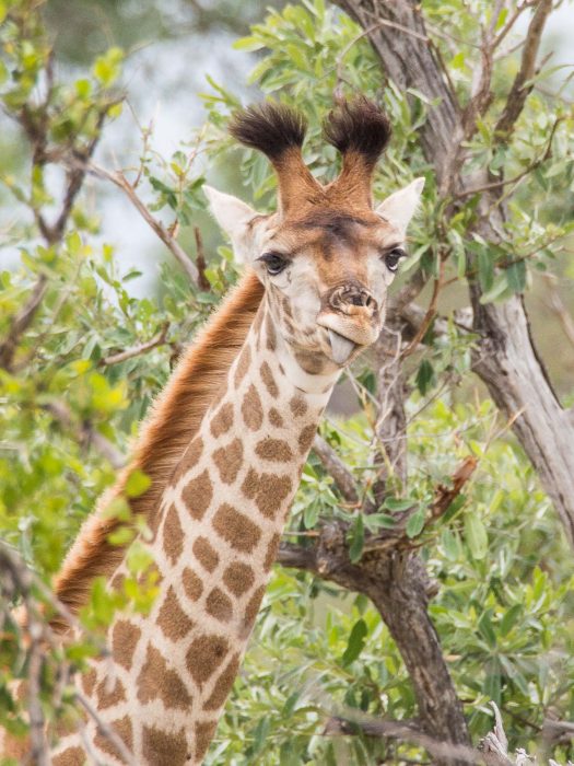 Baby giraffe on safari at Klaserie Sands River Camp, South Africa