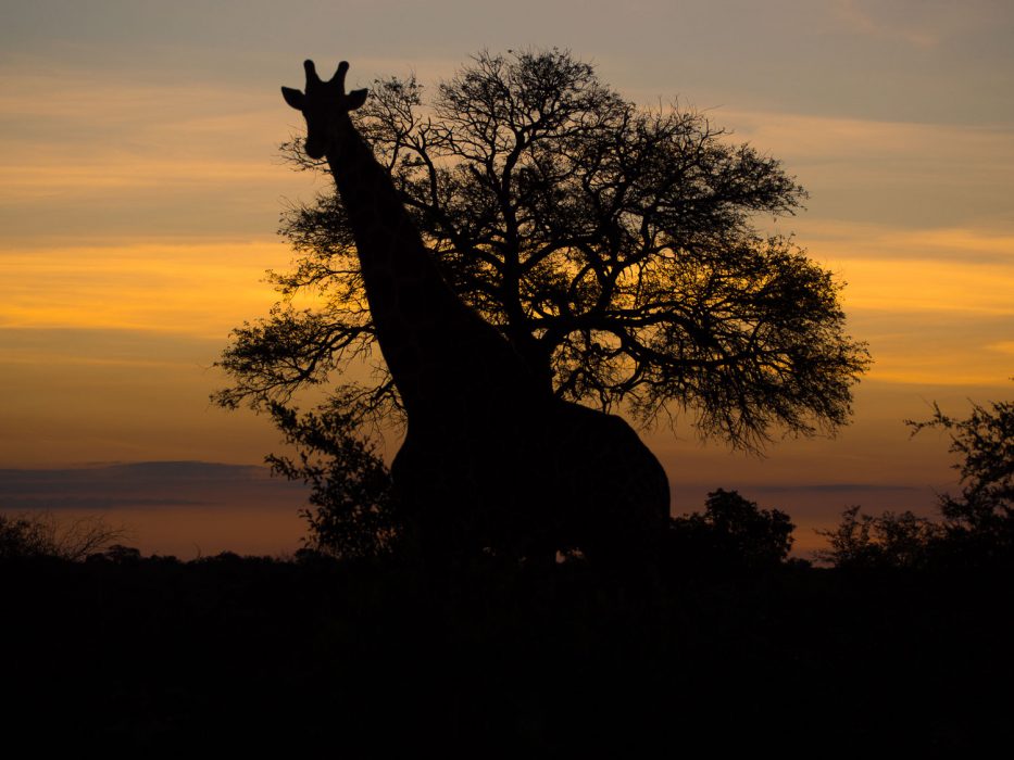 Giraffe silhouette at sunset on safari at Klaserie Sands River Camp, South Africa