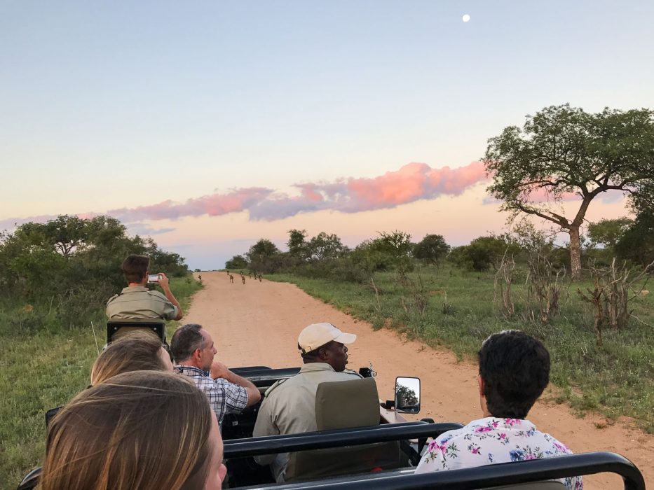 Following a pack of wild dogs at sunset at Umlani Bushcamp