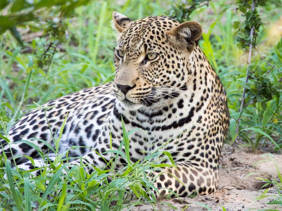 Umlani Bushcamp review: leopard