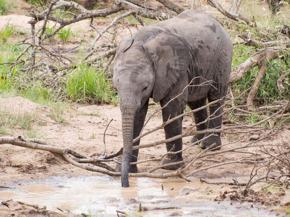 Baby elephant on safari at Umlani Bushcamp