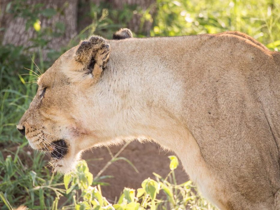 A female lion on safari at Umlani Bushcamp