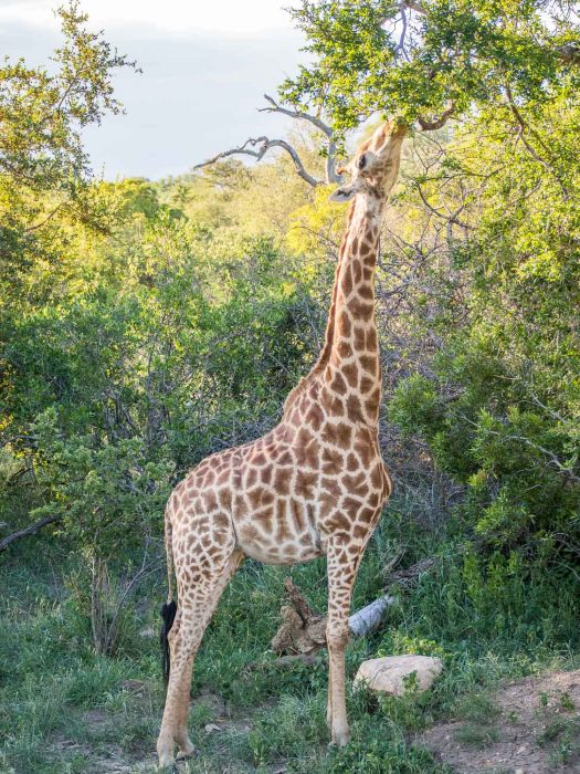Giraffe at Umlani Bushcamp