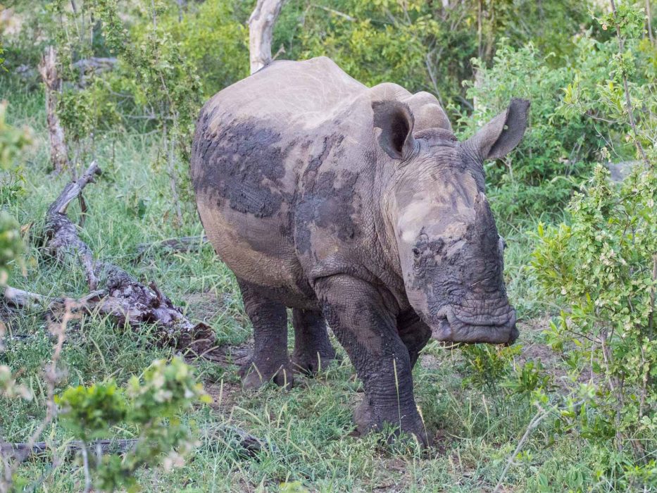 Rhino on safari at Umlani Bushcamp 