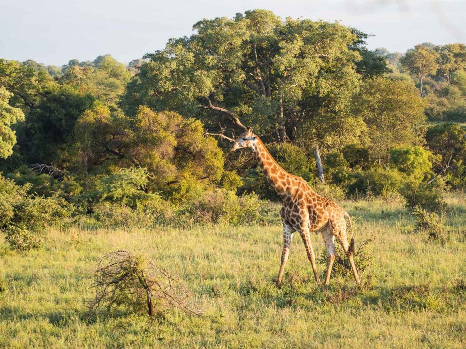 Umlani Bushcamp treehouse and giraffe