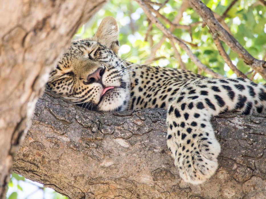 Leopard on safari at Umlani Bushcamp