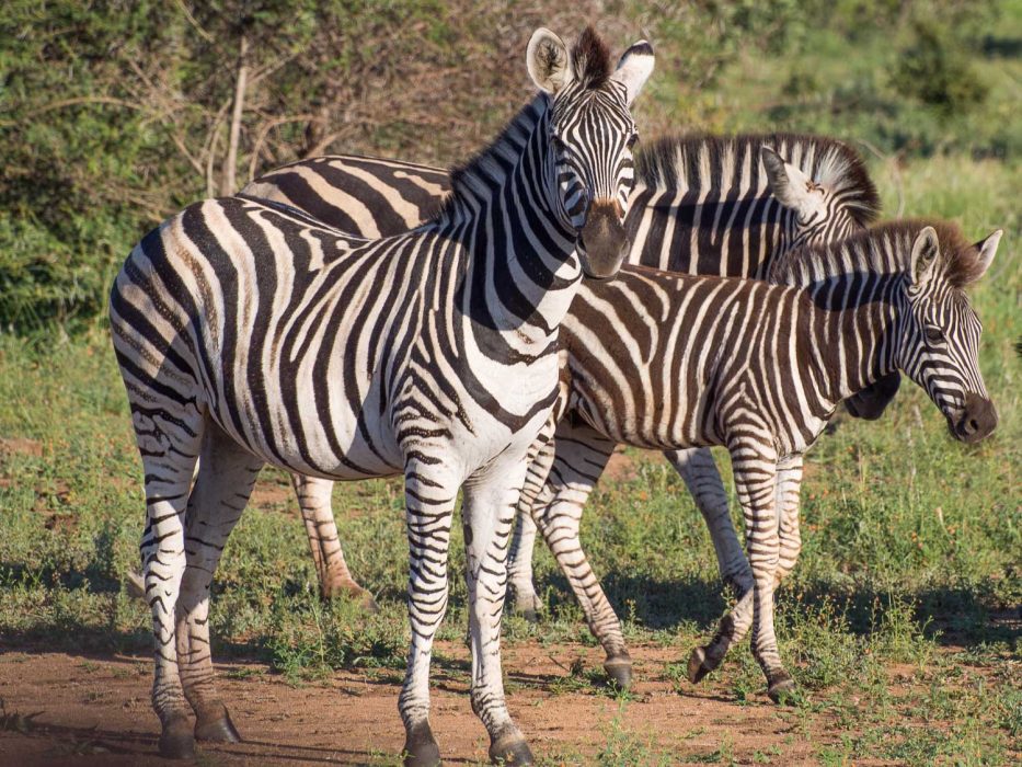 Zebra on safari at Umlani Bushcamp