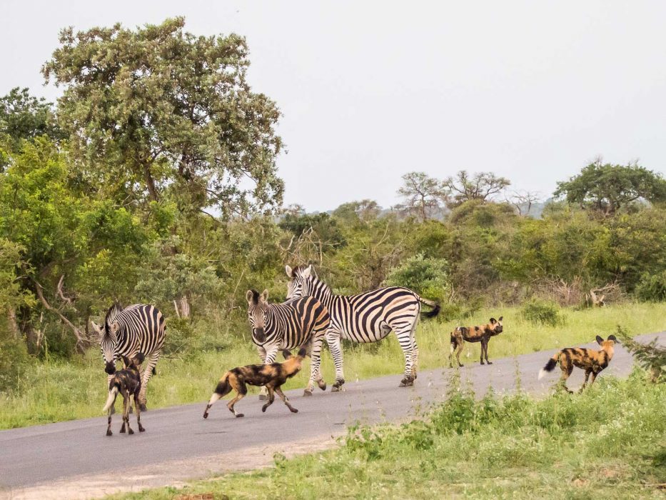 African wild dogs and zebra in Timbavati Reserve on safari with Umlani Bush Camp