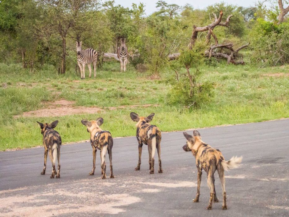 Wild dogs and zebras stand off in Timbavati Reserve