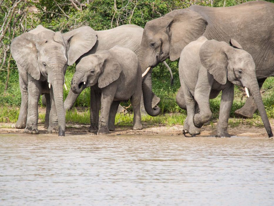 Elephants on safrai at Klaserie Sands River Camp