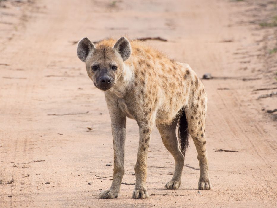 Hyena on safari at Klaserie Sands