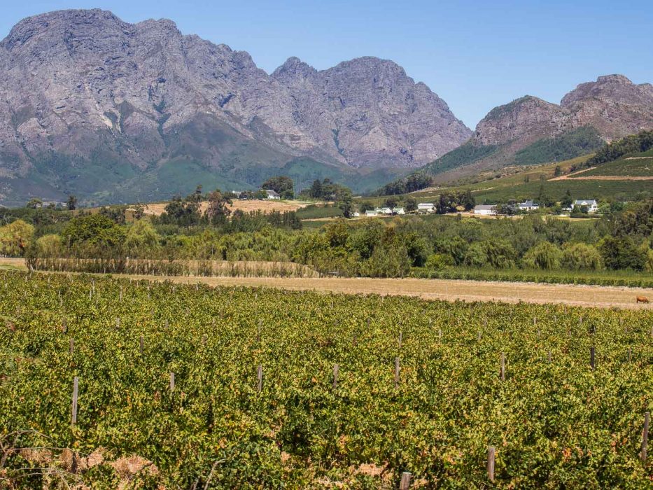 Franschhoek wine tram review - vineyard and mountain views