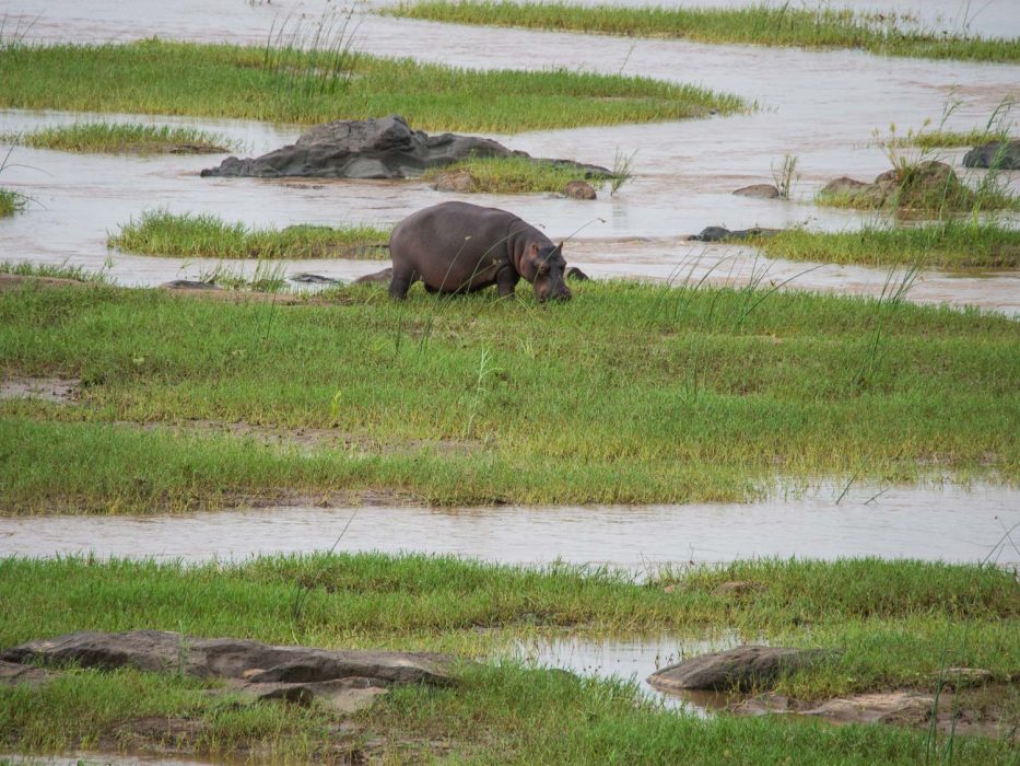 Hippo from the restaurant at Olifants Rest Camp