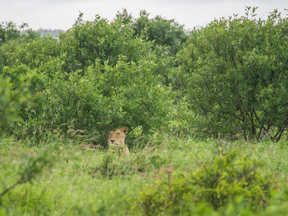 Lion on self-drive safari in Kruger National Park
