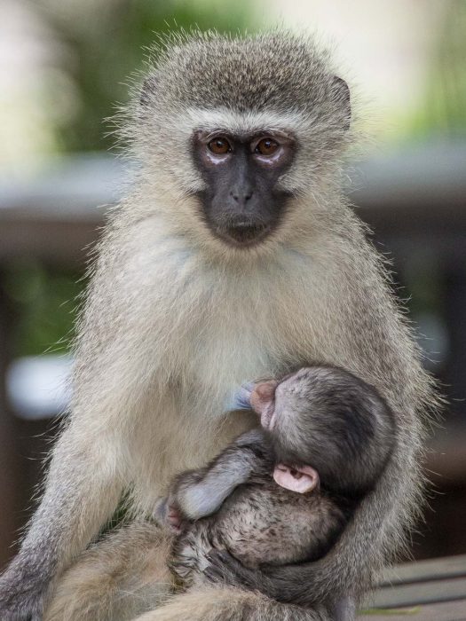 Vervet monkey with baby at the Tshokwane picnic area in Kruger