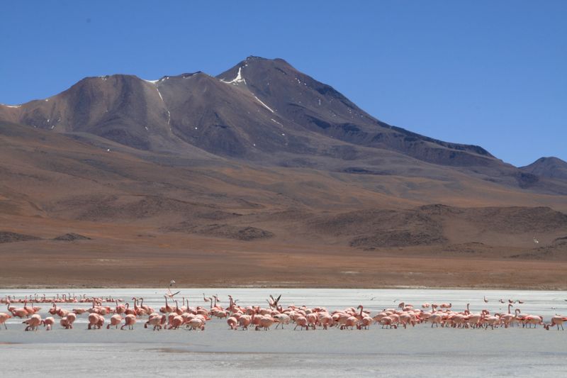 Flamingos at Laguna Hedionda, Bolivia