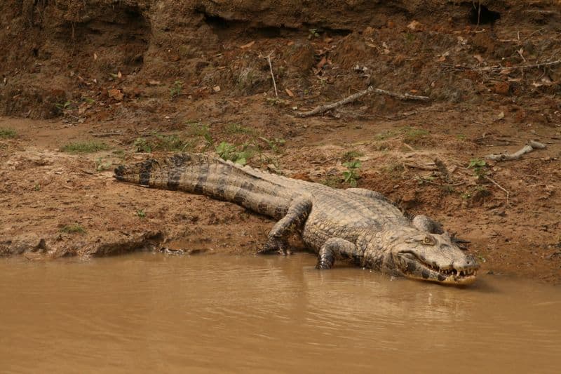 Alligator in the pampas