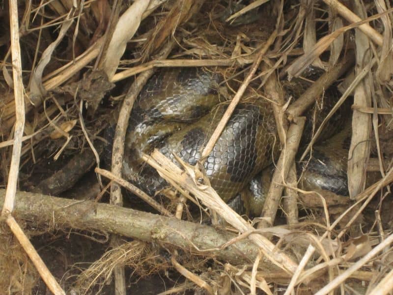 anaconda in the pampas