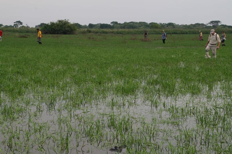 In search of anacondas in the pampas