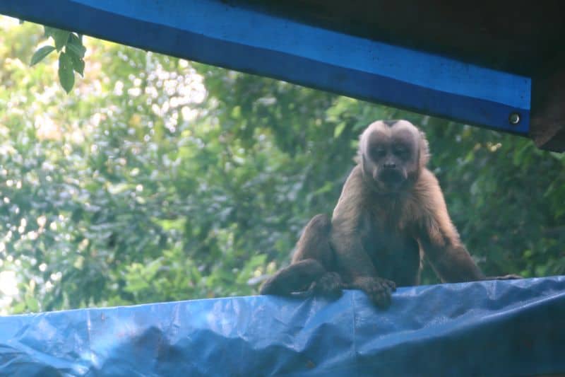 Monkey peering into our hut in the pampas