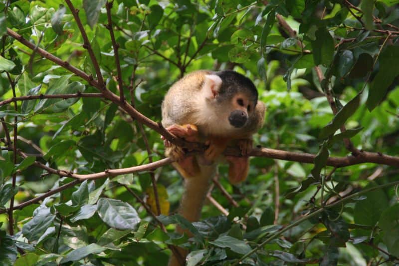 Squirrel monkey in the pampas