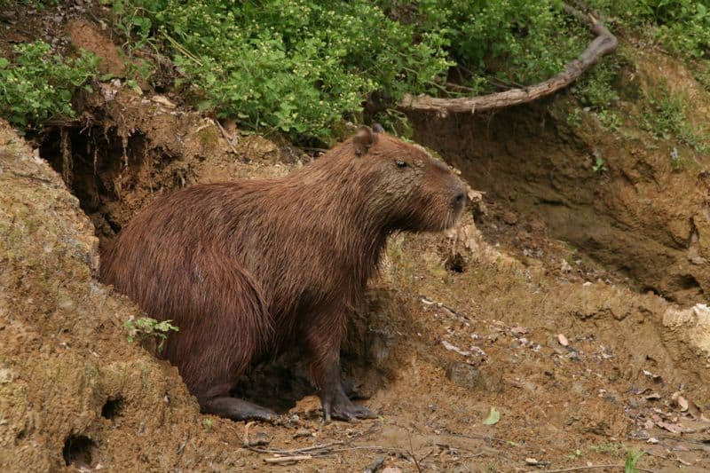 Capybara, Pampas, Bolivia