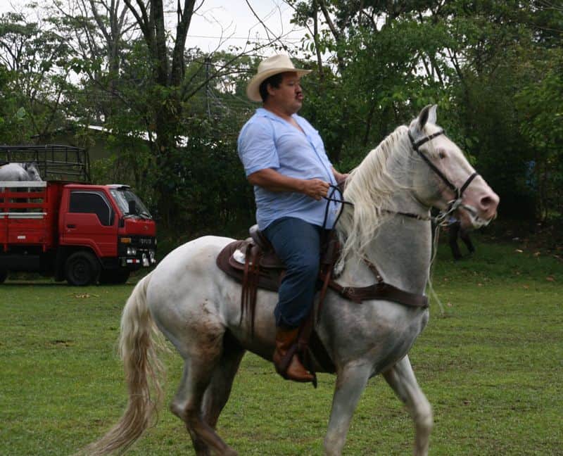 Costa Rican stallion