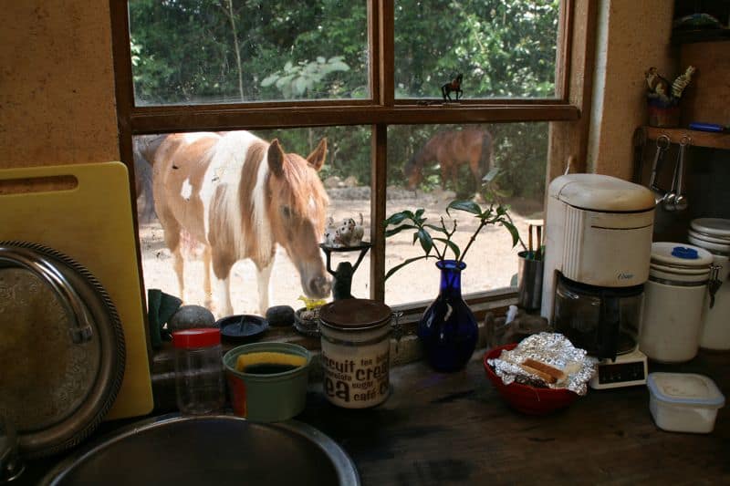 Lluvia at the kitchen window, Establos San Rafael