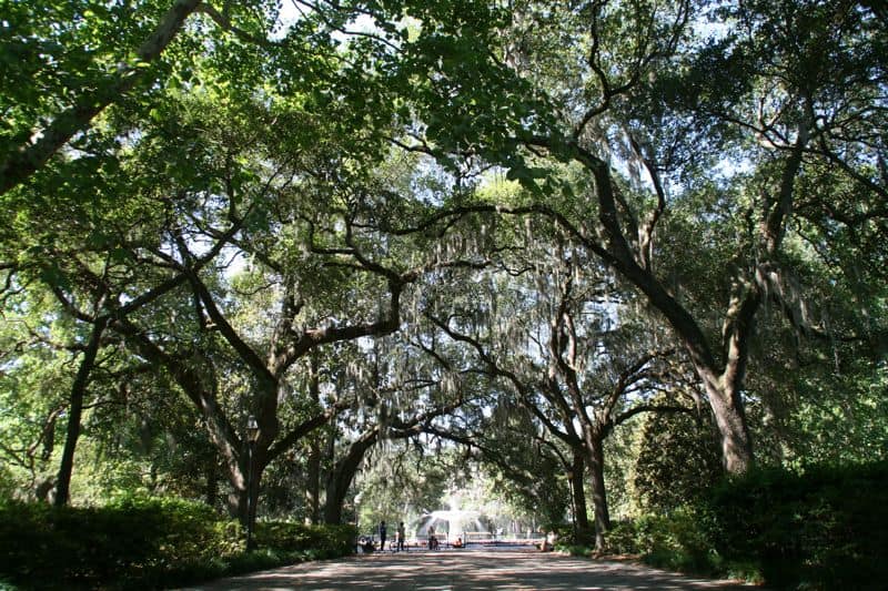 Trees in Forsyth Park, Savannah