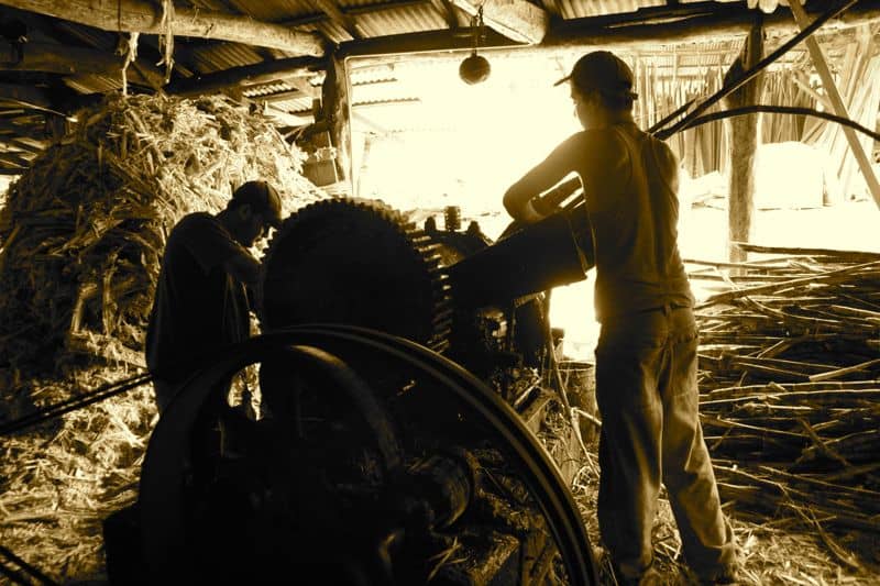 Grinding sugar cane in Trapiche, Costa Rica