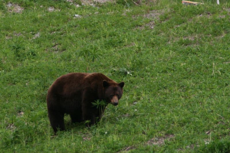 Bear at Whistler