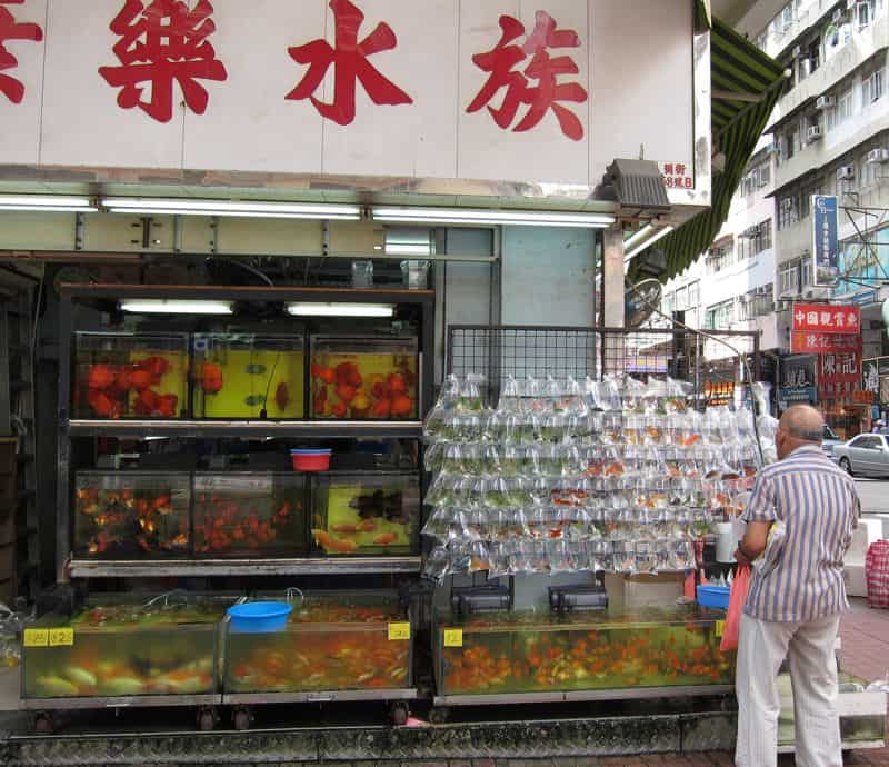 goldfish_market_mongkok goldfish_market_mongkok