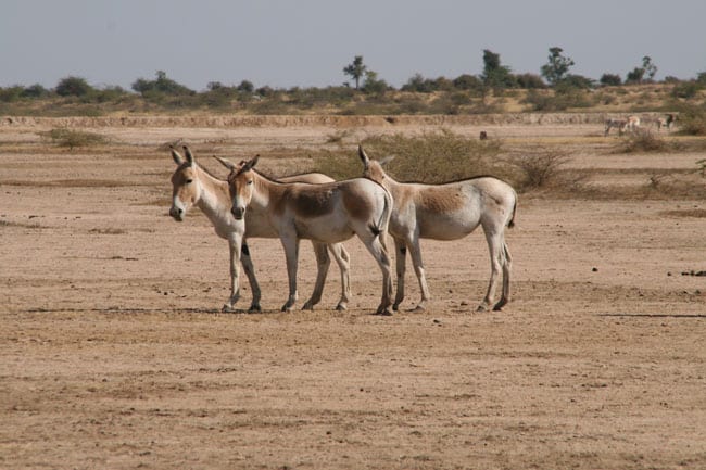 Wild Ass at Little Rann Sanctuary, Gujurat