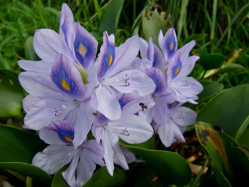 Flower on Koh Mak