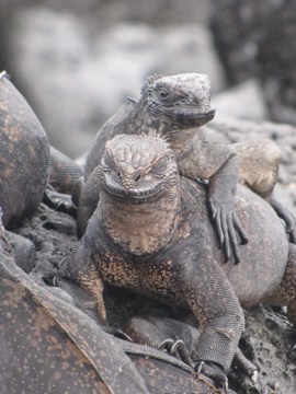 Iguanas in Galapagos Islands