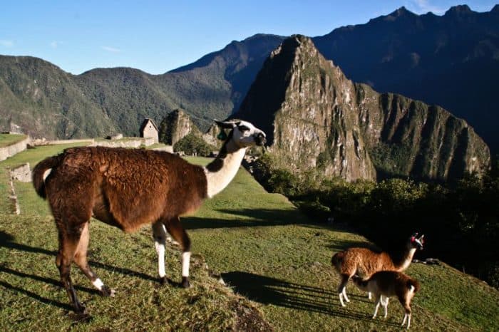 Llamas at Machu Picchu, Peru