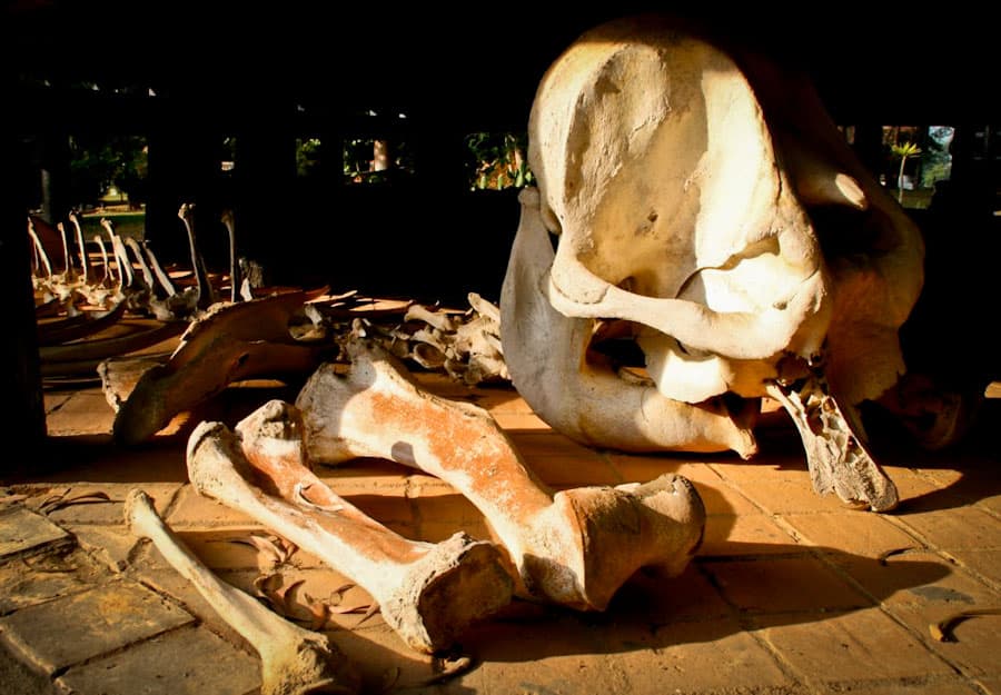 Elephant skeleton, Black House, Chiang Rai Elephant skeleton, Black House, Chiang Rai