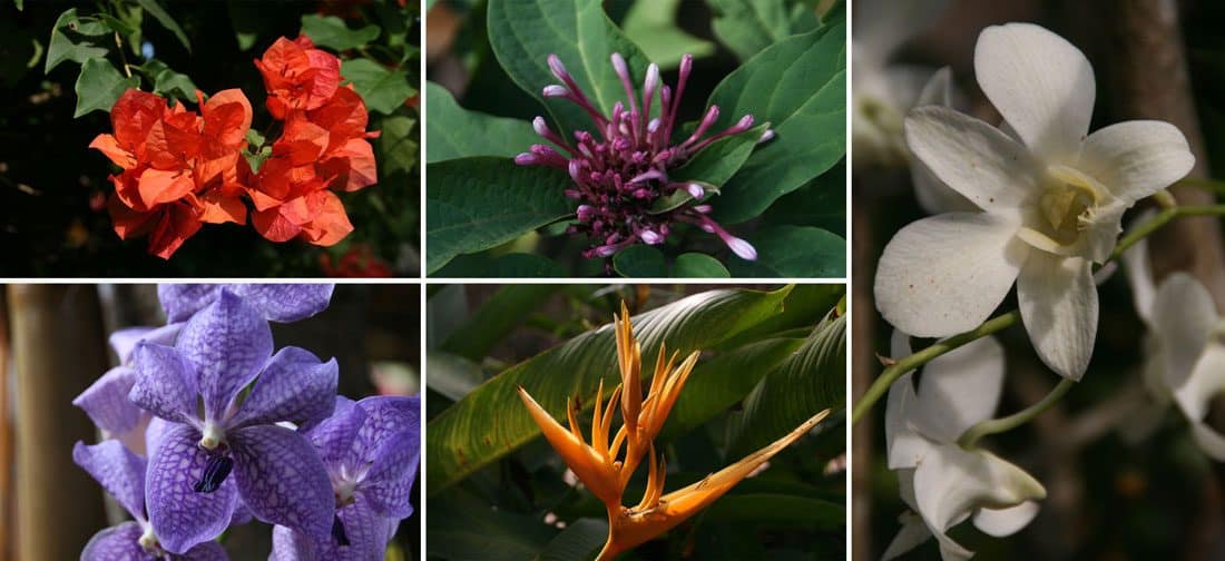 Flowers in Chiang Dao